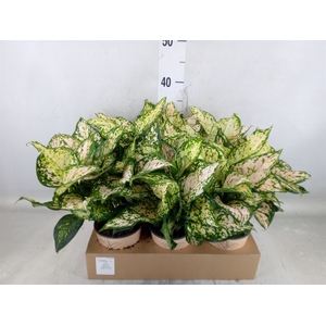 Aglaonema   ...