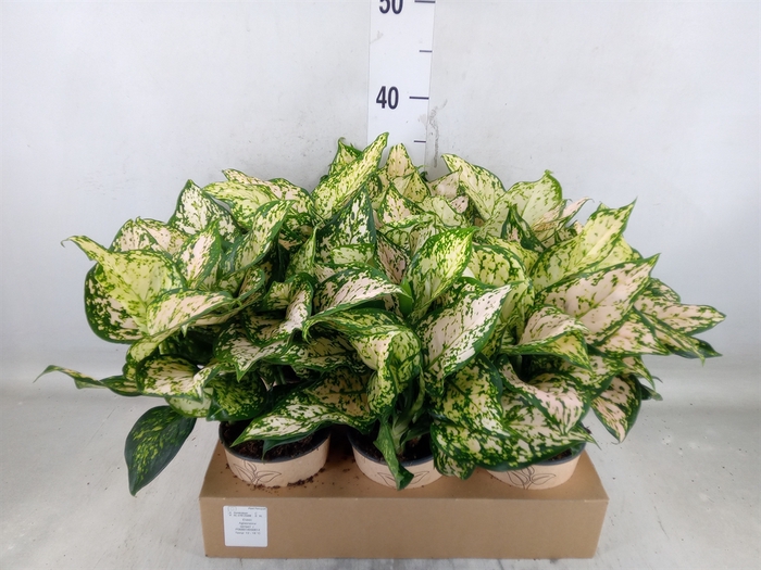 <h4>Aglaonema   ...</h4>