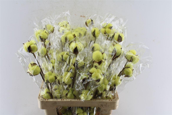 <h4>Katoen Groen</h4>