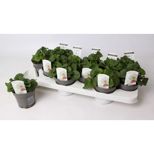 Fragaria Snow Summer Breeze