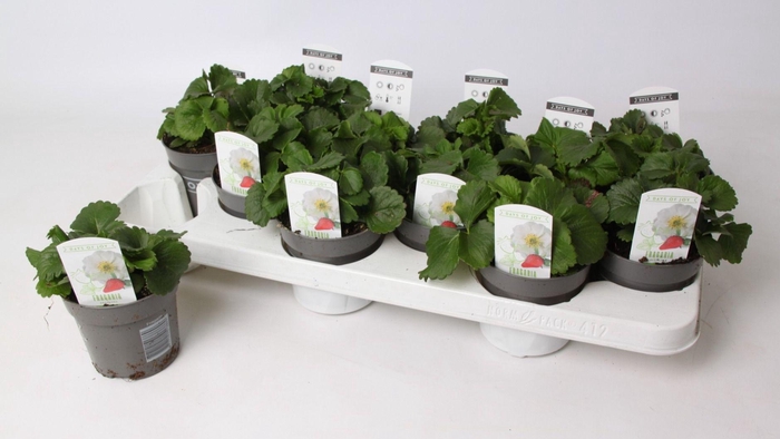 <h4>Fragaria Snow Summer Breeze</h4>