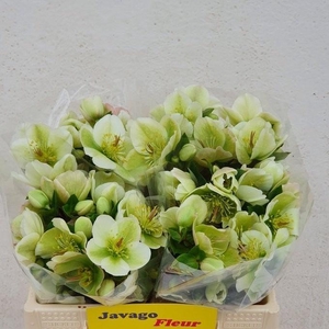 HELL FRK MOLLYS WHIT