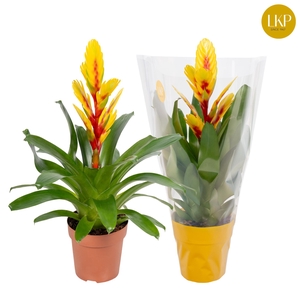 Vriesea Int Yellow Flame Geel (Met Hoes)