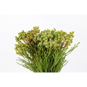 Kaaps Groen Abrotanum