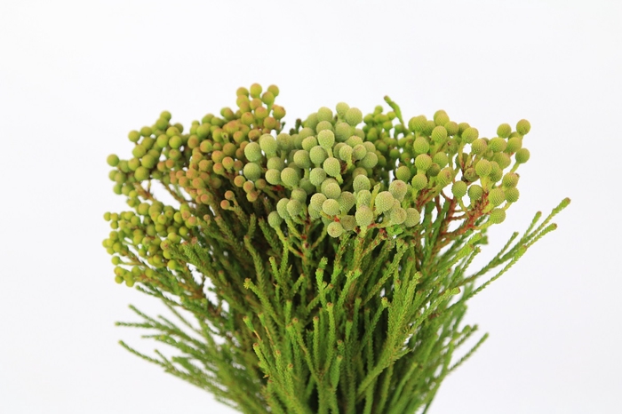 <h4>Kaaps Groen Abrotanum</h4>