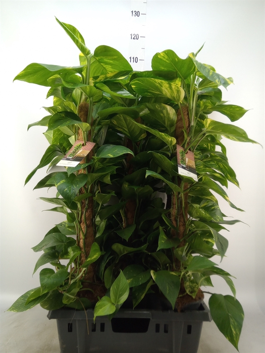 <h4>Epipremnum pinn.   ...moss stick</h4>
