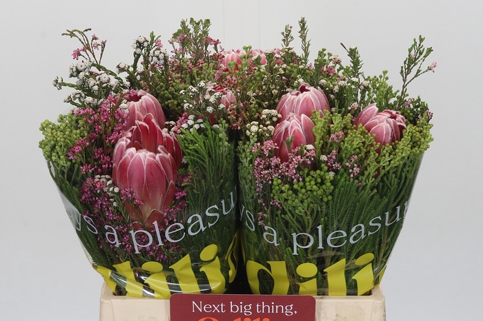 <h4>BQ Protea 3 Flowers</h4>