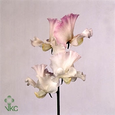 Lathyrus Mist White