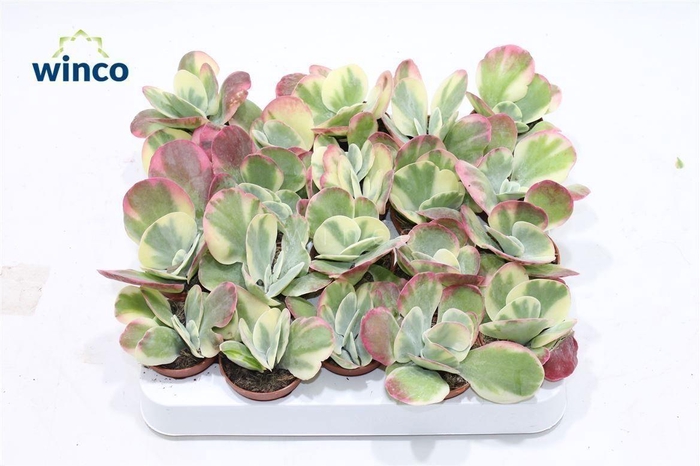 Kalanchoe Thyrsiflora Variegata