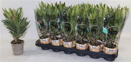 <h4>Nerium Oleander Ov</h4>