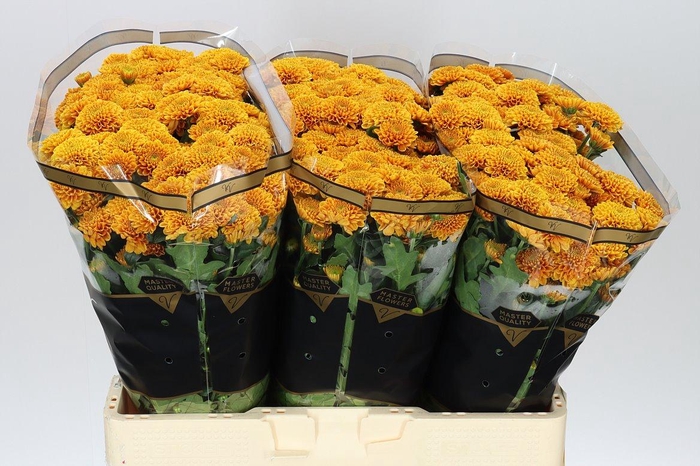 <h4>Sant Ellison Orange</h4>