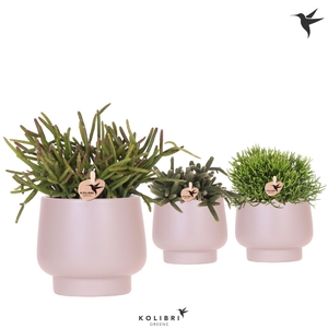 Kolibri Greens Rhipsalis mix in Scandic pot taupe