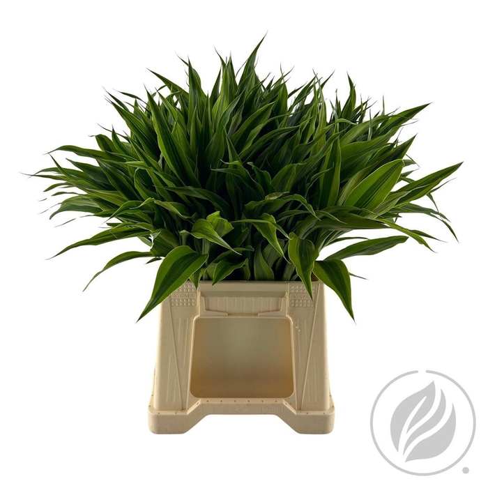 Sandriana Gold 52cm Doos