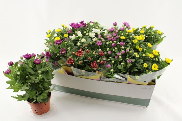 <h4>CHRYS GEM 5 KL</h4>