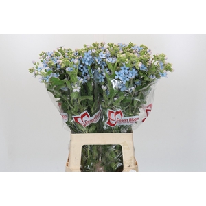 Oxypetalum Tweedia Blue