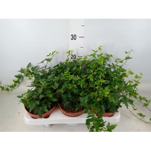 Hedera helix 'Shamrock'