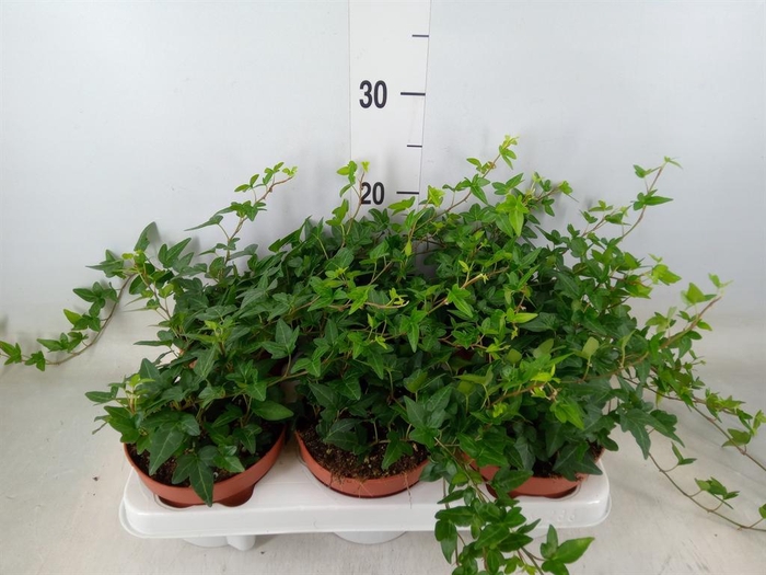 <h4>Hedera helix 'Shamrock'</h4>