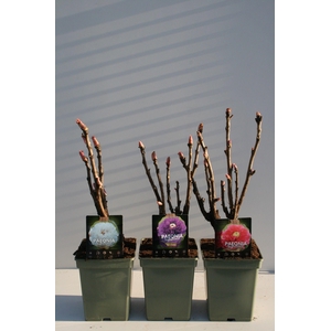 Paeonia Suffruticosa