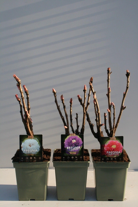 <h4>Paeonia Suffruticosa</h4>