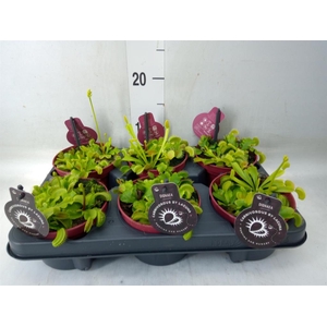 Dionaea muscipula