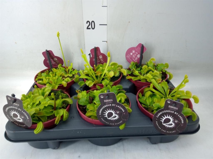 <h4>Dionaea muscipula</h4>