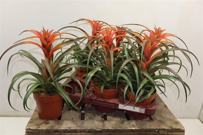 <h4>Till Ca Hermosa</h4>