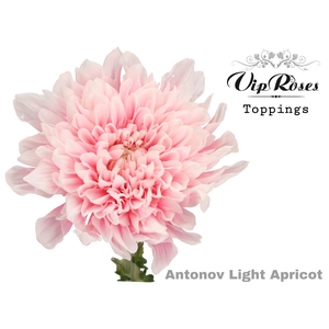 CHR G ANTONOV LIGHT APRICOT