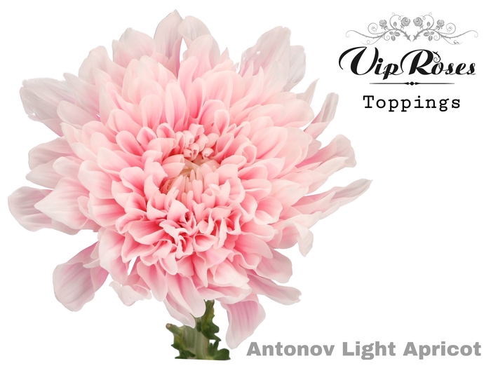 CHR G ANTONOV LIGHT APRICOT