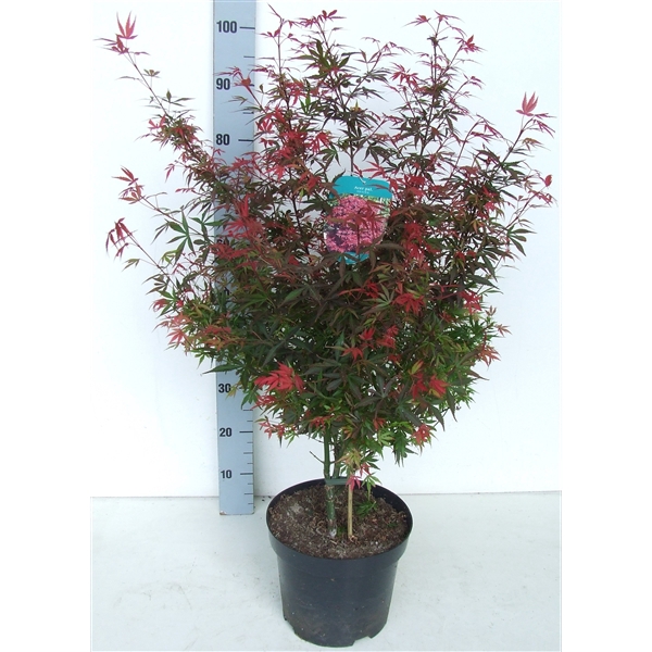 <h4>Acer palmatum 'Shaina' P26</h4>