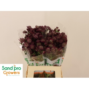 ASTR MAG DIAMONDS RD