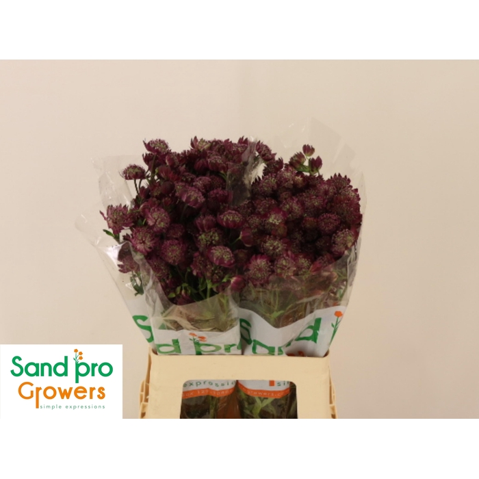 <h4>ASTR MAG DIAMONDS RD</h4>