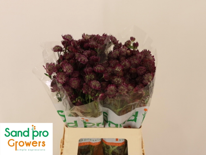 ASTR MAG DIAMONDS RD