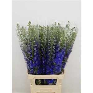 Delph Du Candle Bl Shades