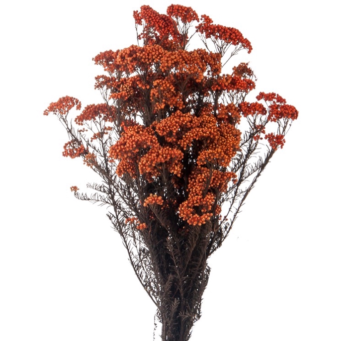 <h4>Helichrysum diosmi orange stabi</h4>