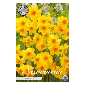 Narcissus Tazetta Martinette x7 12/+