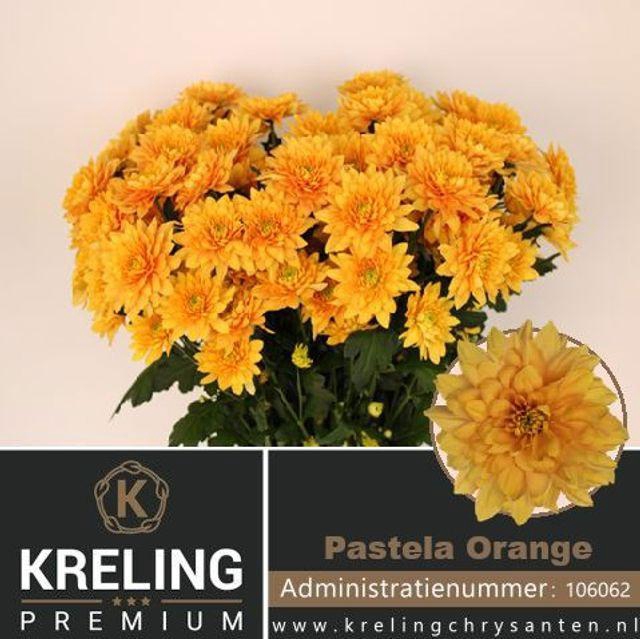 <h4>CHR T PASTELA ORANGE</h4>