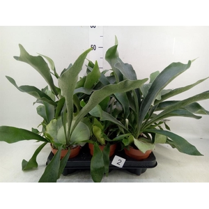 Platycerium bifurc.