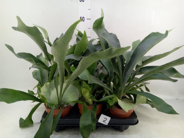 <h4>Platycerium bifurc.</h4>
