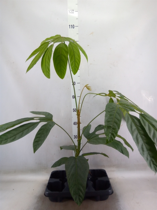 <h4>Planten Groen   ...L%</h4>
