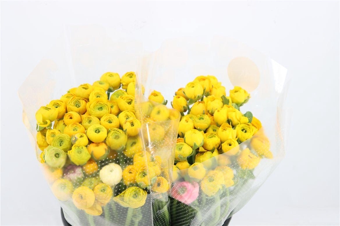 <h4>Ran Elegance Yellow</h4>