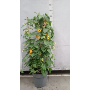 Thunbergia alata