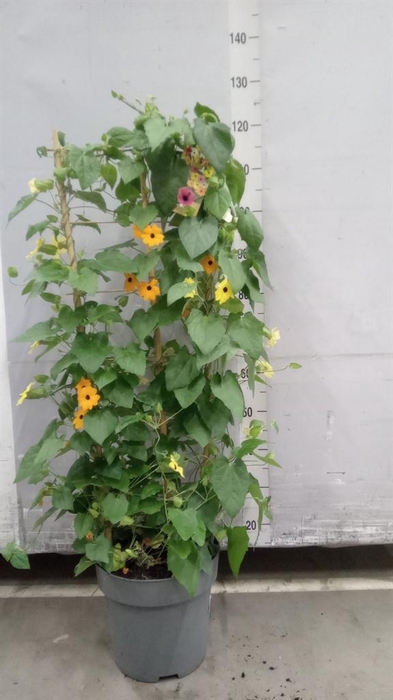 <h4>Thunbergia alata</h4>