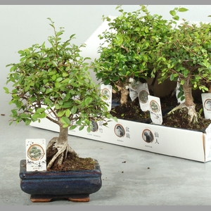 BONSAI GEM