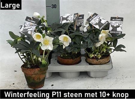 <h4>Hell Ni Winter Fleur 10 + Ceramic</h4>