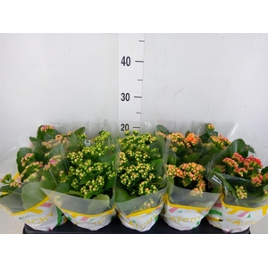 Kalanchoe blos.   ..rosebud mix  5