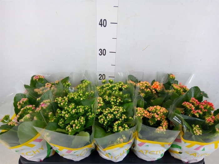 <h4>Kalanchoe blos.   ..rosebud mix  5</h4>