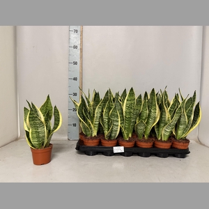 SANSEV FUTURA SUPERB