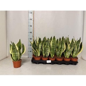 SANSEV FUTURA SUPERB