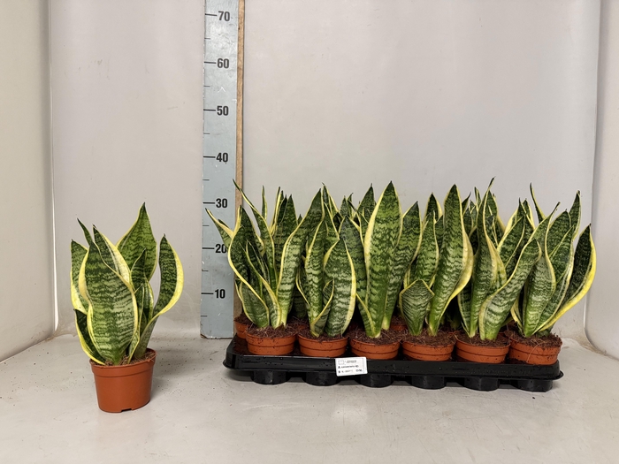 SANSEV FUTURA SUPERB