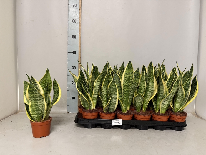 <h4>SANSEV FUTURA SUPERB</h4>